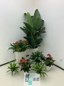 桐乡办公室花卉绿植租摆简约组合